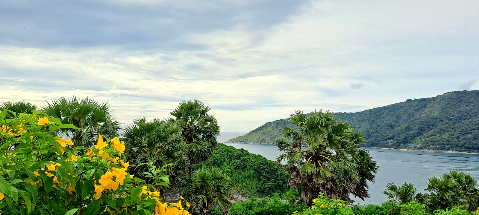 Photo de l'île de Phuket avec de la verdure, des feuillages, des fleurs jaunes en premier plan, séparée par l'eau bleu et en arrière plan il y a une colline