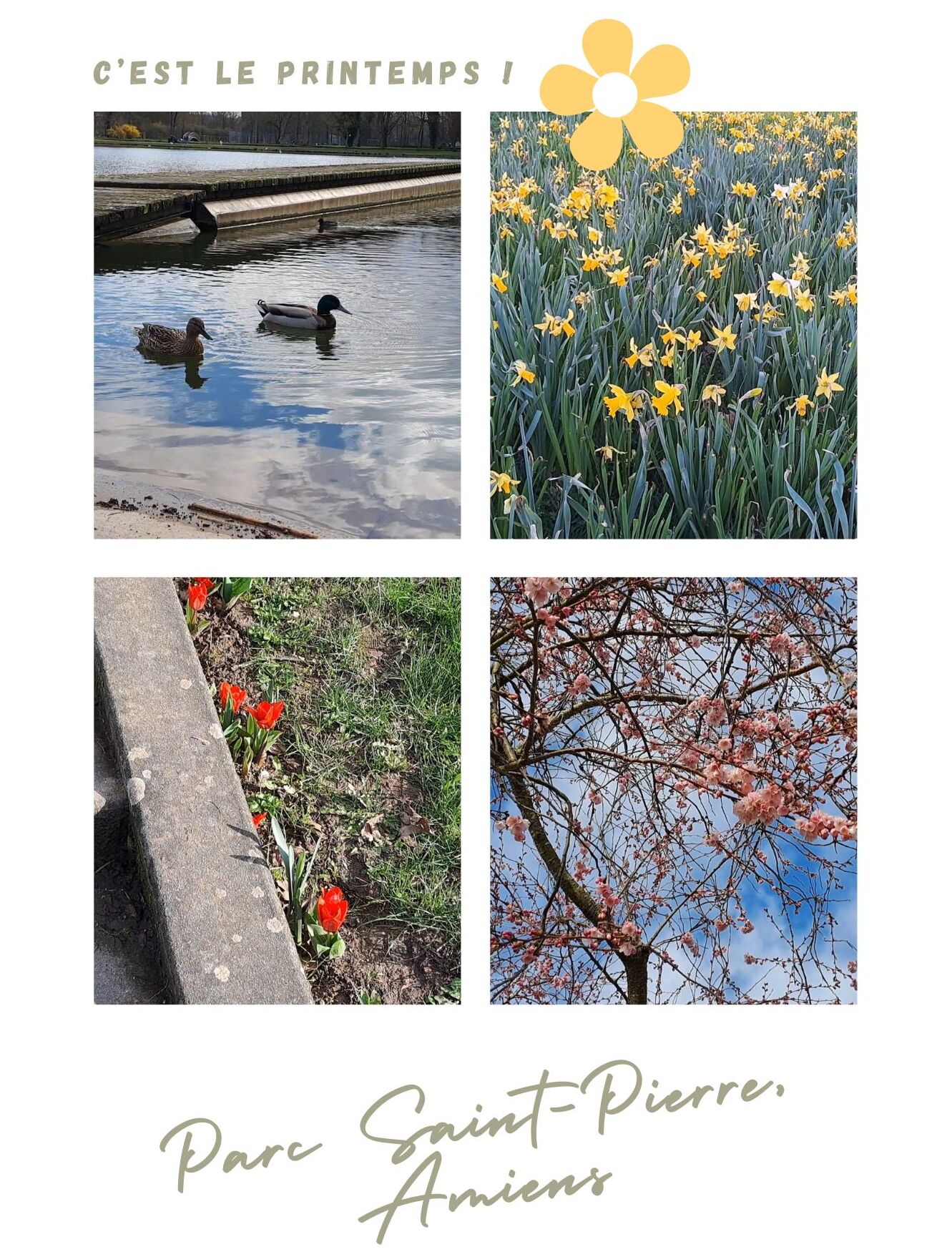 Photos extraite de ma vidéo, on y voit des arbres en fleurs, des fleurs et des canards